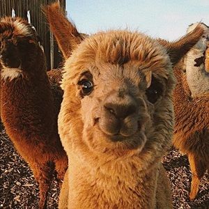 Meet your Posher, Holly